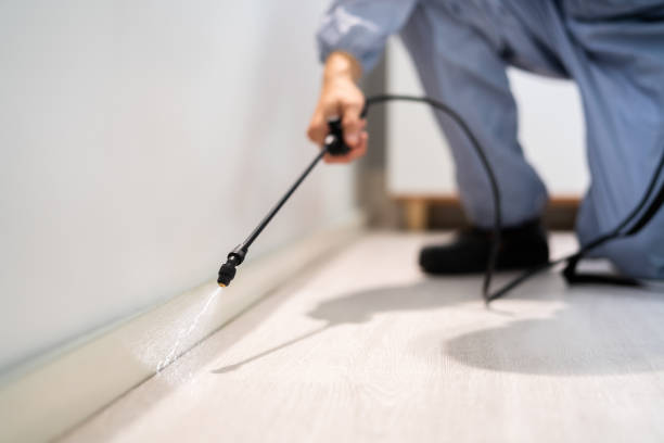 Bed Bug Pre-Treatment Preparation Assessment in Hamburg
