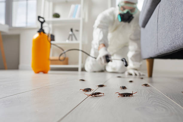 Post-Treatment Bed Bug Interceptor Monitoring in Hamburg